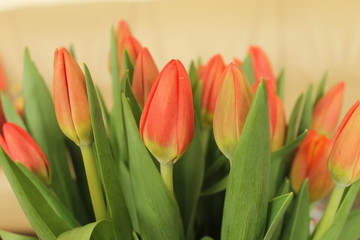 Tulips