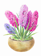 watercolor Hyacinth in a pot. Hand drawn painting of spring pink and lilac flowers isolated on white.