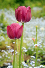 Tulip and forget-me-not background. The beginning of spring.
