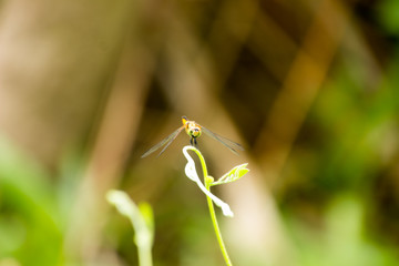 Dragonfly Island on the top of the tree to rest from the hunt.