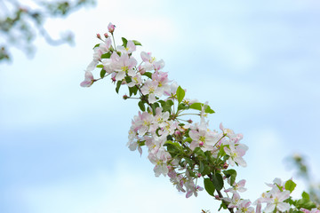 Apple tree blossoms in garden in spring