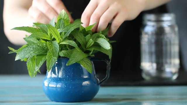 Female hand taking fresh mint, healthy herb concept