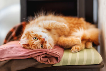 Cute ginger cat sleeps on a pile of clothes. Fluffy pet is dozing among cardigans. Cozy home...