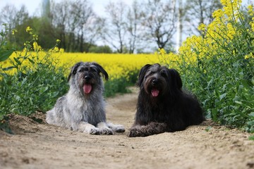 Hundepaar im Rapsfeld