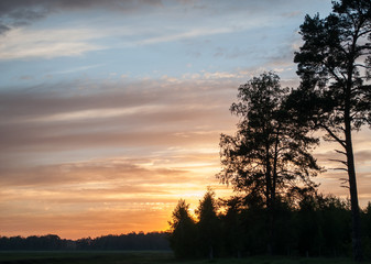 The silhouette of the pine trees opposite the colorful sunset,