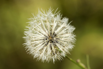white common dandelion blowballs - taraxacum officinale
