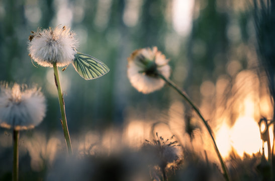 Fototapeta Close-up with butterfly and dandelion at spring evening. Nice background light.