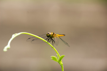 Dragonfly Island on the top of the tree to rest from the hunt.