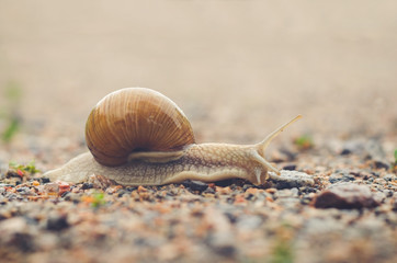 Burgundy snail creeps on gravel