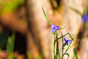 Tradescantia Spider Wort Purple Flower