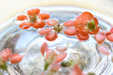 quince flowers floating in water