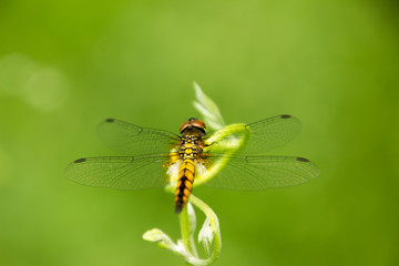 Dragonfly Island on the top of the tree to rest from the hunt.
