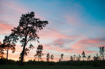 Obraz na płótnie Canvas The silhouette of the pine trees opposite the colorful sunset,