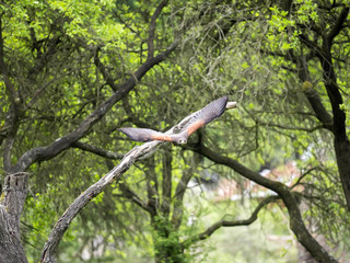 Harris' hawk, Parabuteo unicinctus, in flight