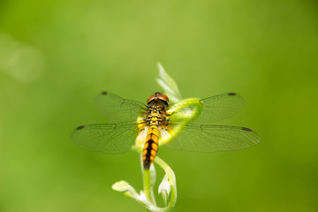 Dragonfly Island on the top of the tree to rest from the hunt.