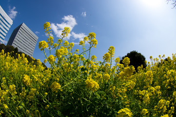 菜の花