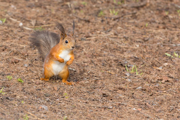 Red squirrel
