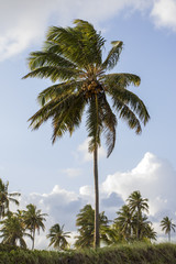 Fototapeta na wymiar tropical coconut palms trees on the beach facing the sea during the summer
