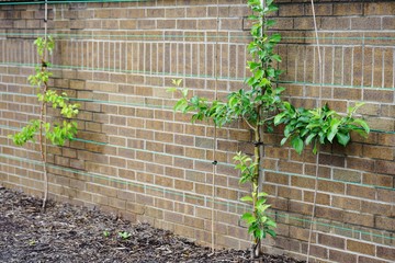 Young apple trees trained as espalier against a brick wall