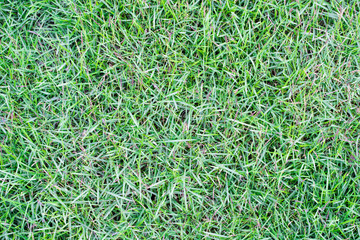 green grass background