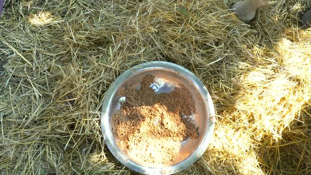 Closeup of a horse eating on the farm top view