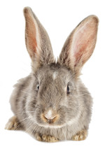 Obraz premium rabbit watching