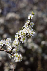 White cherry plum blossom