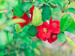 Red Plum flower blossom