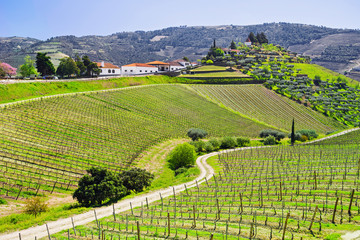 Obraz premium Douro Valley: Vineyards and olive trees near Pinhao, Portugal