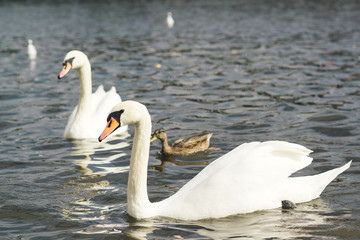 Obraz premium Beautiful swans in the water.