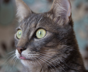 portrait of grey cat with green eyes and flicked out tongue