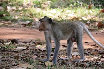 Ein Affe - Makak