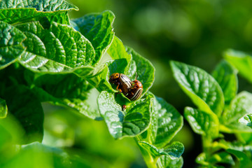 Copulation of the Colorado potato beetle