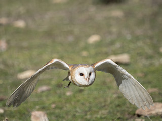 Barn owl (Tyto alba) flying in a falconry exhibition
