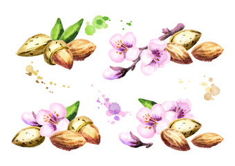 Fototapeta premium Almond compositions. Watercolor set
