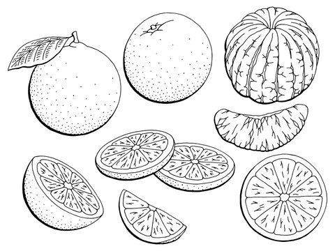 Orange fruit graphic black white isolated sketch illustration vector