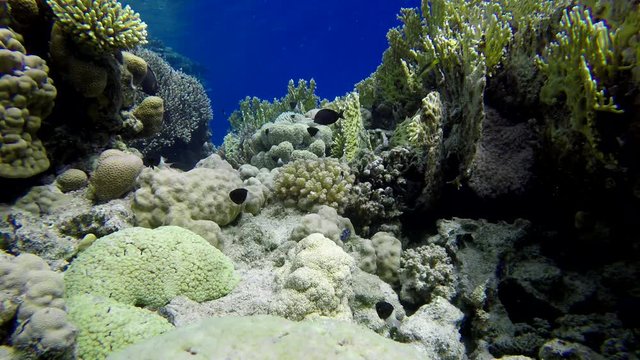 Ocean, Tropical fish and coral reef. Underwater life in the ocean. Colorful corals and fish.
