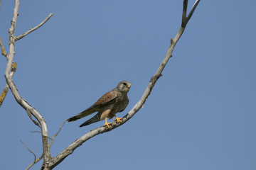 Kestrel