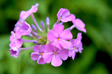 Fototapeta na wymiar Pink Geranium Flowers