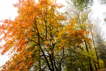 Fototapeta na wymiar landscape in the park with autumn trees