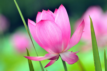 Fototapeta premium Blossom lotus flower