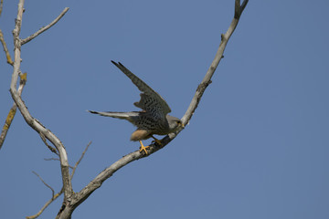 Kestrel