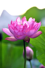 Fototapeta premium Blossom lotus flower