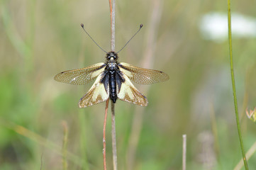 Libellula Ascalafide - Libelloides latinus