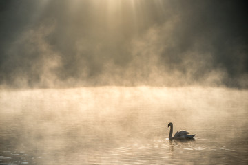 White swan in misty water with ray of sunlight above, at Pang Oung or Pang Tong Royal Project (Mae Hong Son, Thailand)