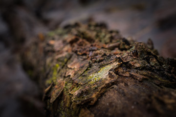 photo of forest nature in early spring