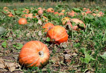 Pumpkins on a field under a great cloudscape.