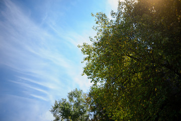 spring landscape of trees against the sky