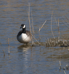 Canada goose (Branta canadensis) standing in water