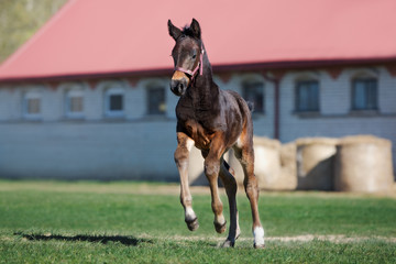 adorable foal in a countryside